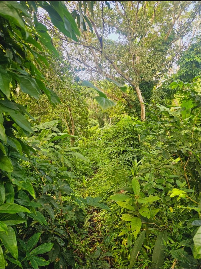 Terreno exclusivo com 2.600 m² no coração de Trancoso, próximo ao Quadrado e às praias